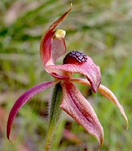 thick-lip-spider-orchid-croanjingalong